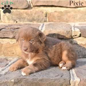 Pixie, Australian Shepherd Puppy