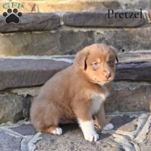 Pretzel, Australian Shepherd Puppy