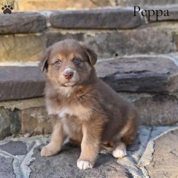 Peppa, Australian Shepherd Puppy