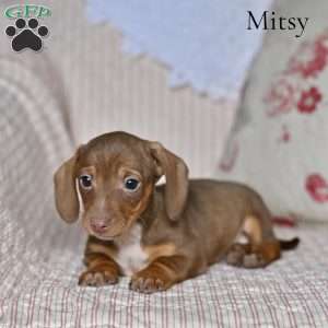 Mitsy (mini), Dachshund Puppy