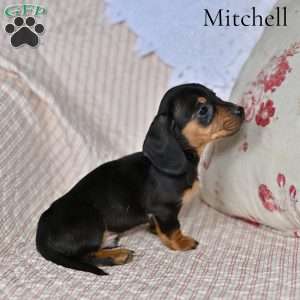 Mitchell, Dachshund Puppy