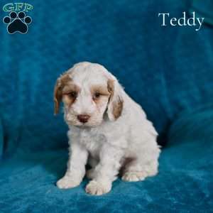Teddy, Cockapoo Puppy