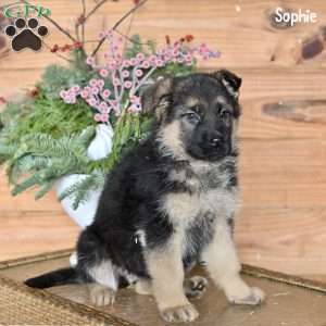 Sophie, German Shepherd Puppy