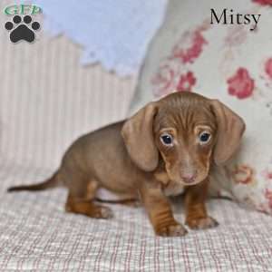 Mitsy (mini), Dachshund Puppy