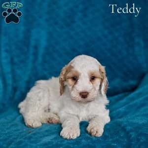 Teddy, Cockapoo Puppy