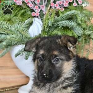 Sophie, German Shepherd Puppy