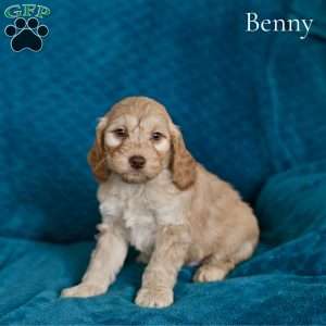 Benny, Cockapoo Puppy