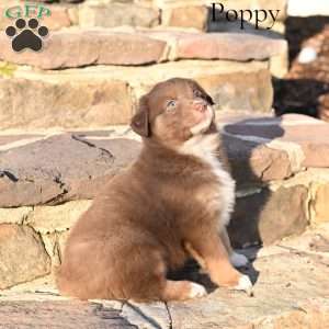 Poppy, Australian Shepherd Puppy
