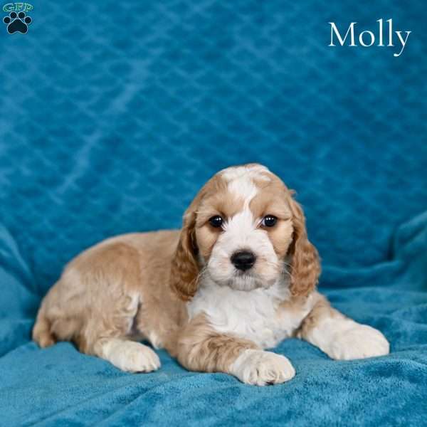 Molly, Cockapoo Puppy