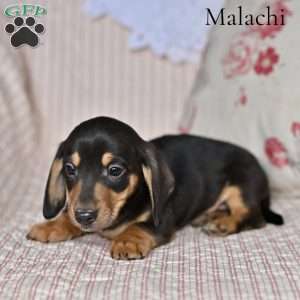 Malachi, Dachshund Puppy
