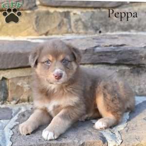 Peppa, Australian Shepherd Puppy