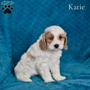 Katie, Cockapoo Puppy