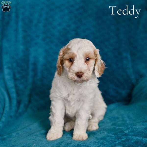 Teddy, Cockapoo Puppy