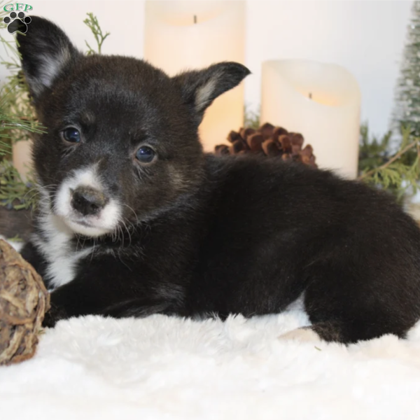 Connie, Pembroke Welsh Corgi Puppy