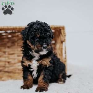 Corey, Mini Bernedoodle Puppy