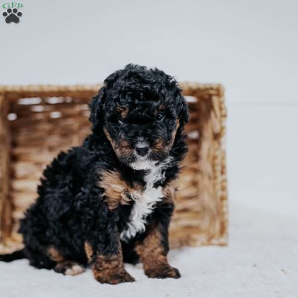 Corey, Mini Bernedoodle Puppy