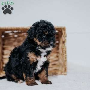Corey, Mini Bernedoodle Puppy