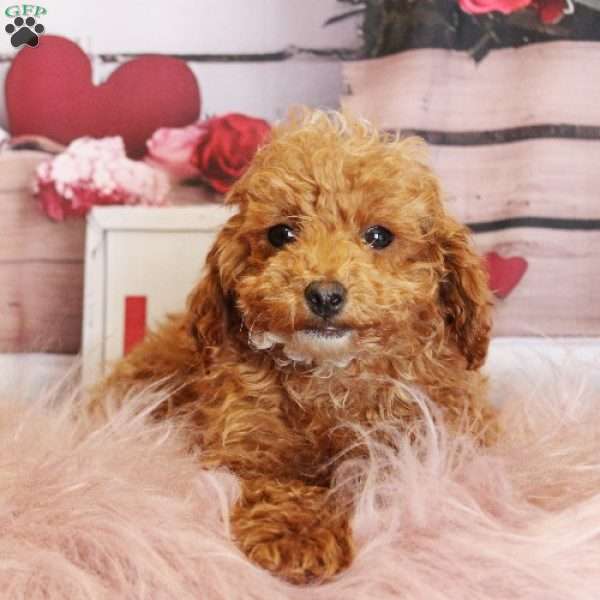 Snowflake, Toy Poodle Puppy