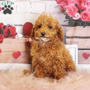 Snowflake, Toy Poodle Puppy