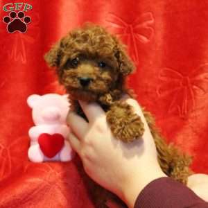 EggNog, Toy Poodle Puppy