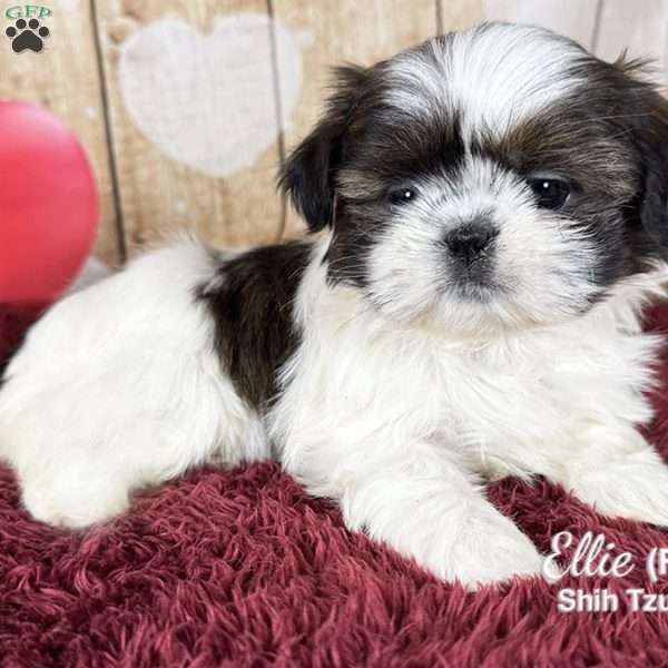 Ellie, Shih Tzu Puppy