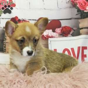EL, Pembroke Welsh Corgi Puppy