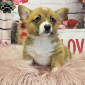 EL, Pembroke Welsh Corgi Puppy