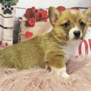 EL, Pembroke Welsh Corgi Puppy