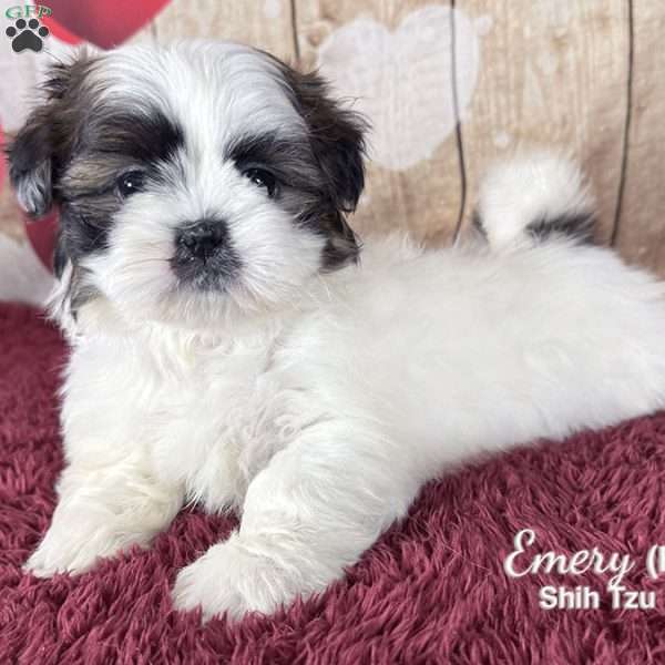 Emery, Shih Tzu Puppy