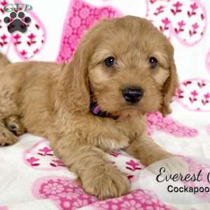 Everest, Cockapoo Puppy