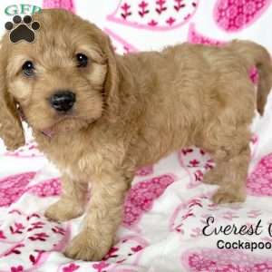 Everest, Cockapoo Puppy