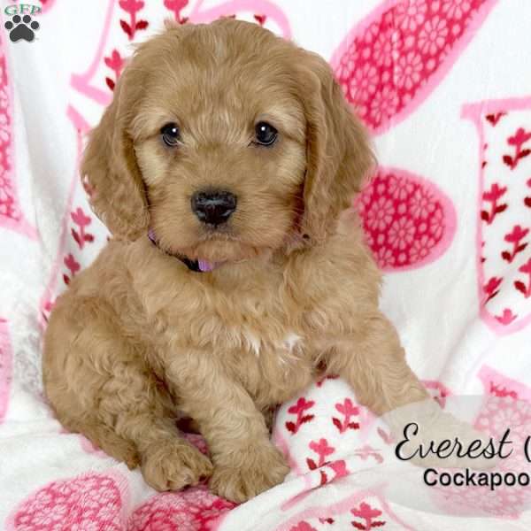 Everest, Cockapoo Puppy
