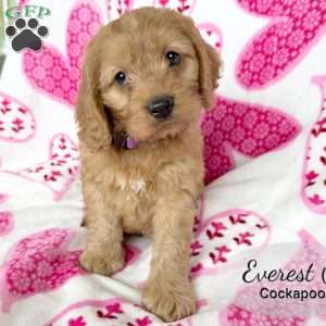 Everest, Cockapoo Puppy