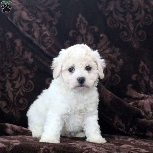 Hailey, Bich-Poo Puppy