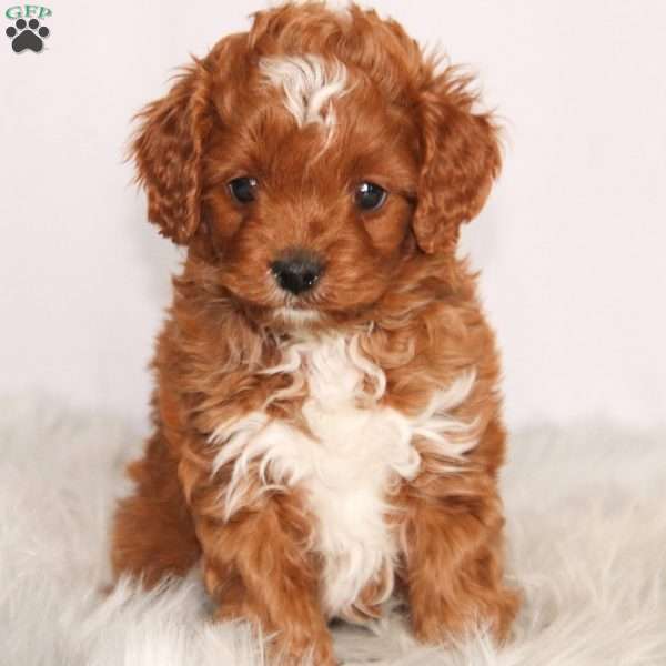 Hunter, Cavapoo Puppy