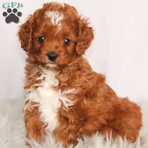 Hunter, Cavapoo Puppy