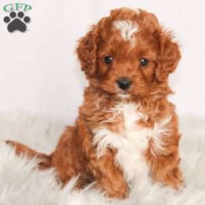 Hunter, Cavapoo Puppy