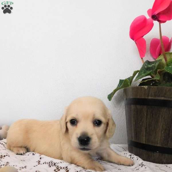 Xavier (mini), Dachshund Puppy