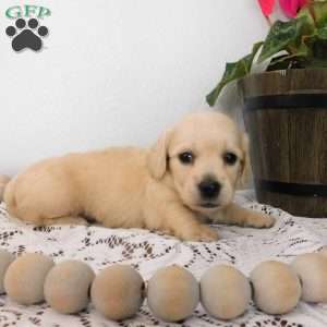 Xavier (mini), Dachshund Puppy