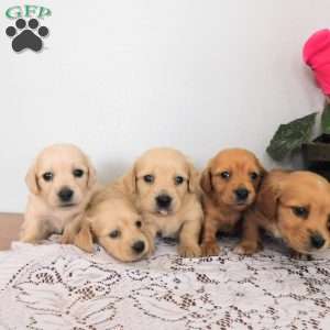 Xavier (mini), Dachshund Puppy