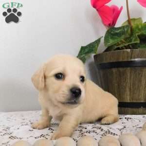 Xavier (mini), Dachshund Puppy