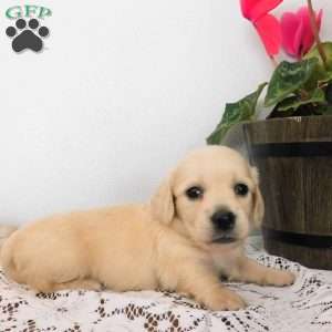 Xavier (mini), Dachshund Puppy