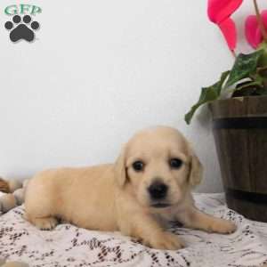 Xavier (mini), Dachshund Puppy