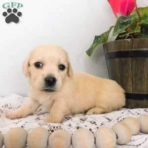 Xavier (mini), Dachshund Puppy