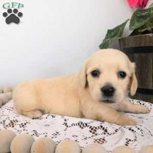 Xavier (mini), Dachshund Puppy