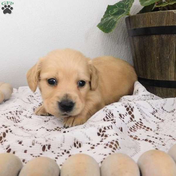 Xander (mini), Dachshund Puppy