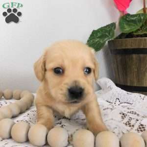 Xander (mini), Dachshund Puppy