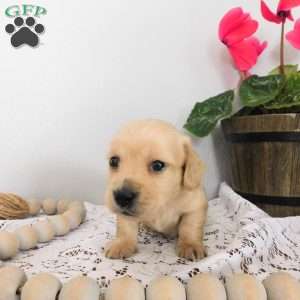 Xander (mini), Dachshund Puppy