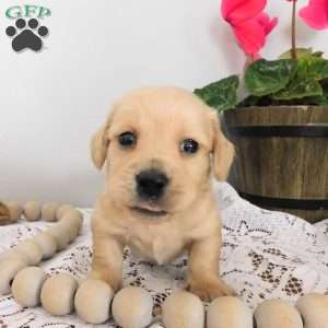 Xander (mini), Dachshund Puppy