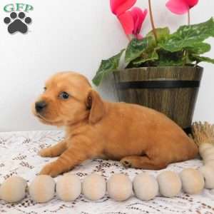 Xena (mini), Dachshund Puppy